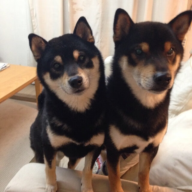 德甲领头羊对决:多特蒙德迎战拜仁,多特蒙德对拜仁盘口